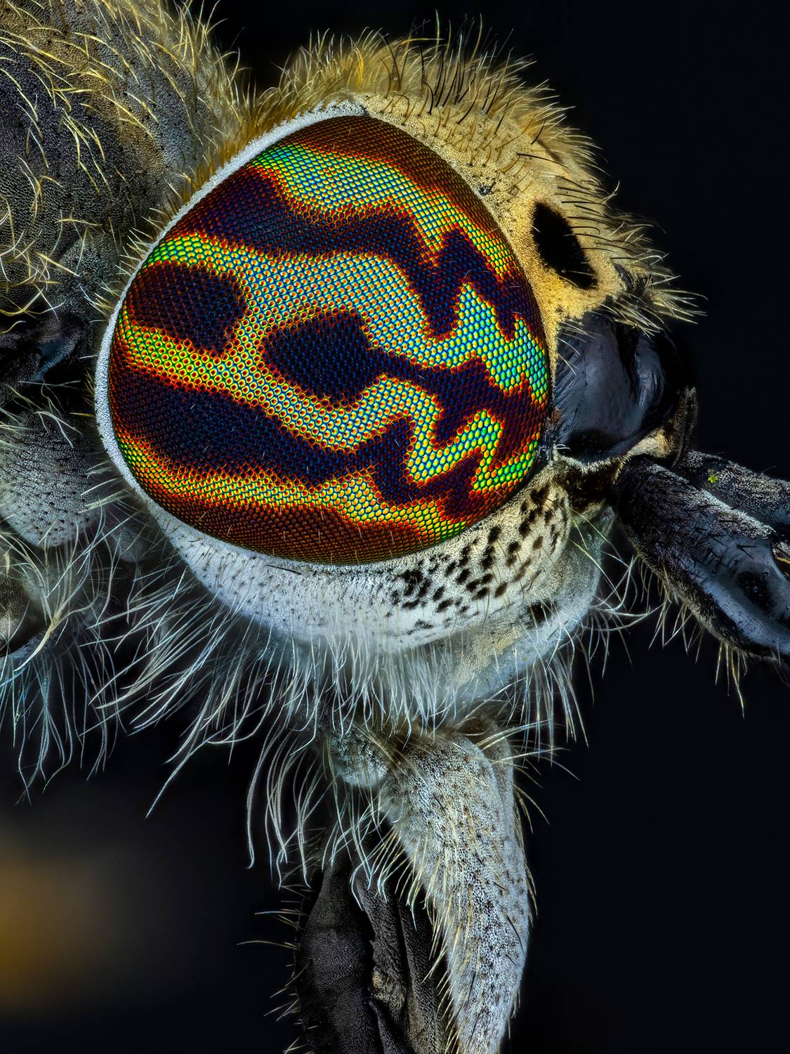 Haematopota pluvialis.