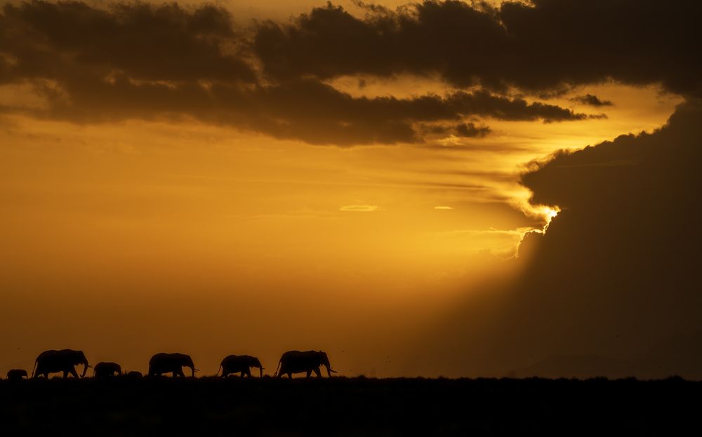 The Golden March
