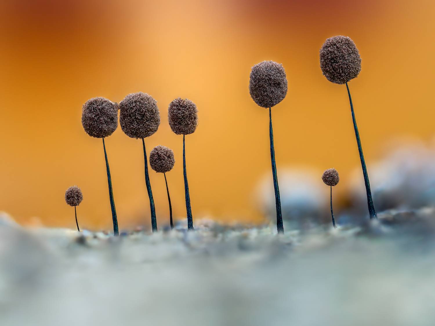 Czuprynka Czarna. Czuprynka Czarna.