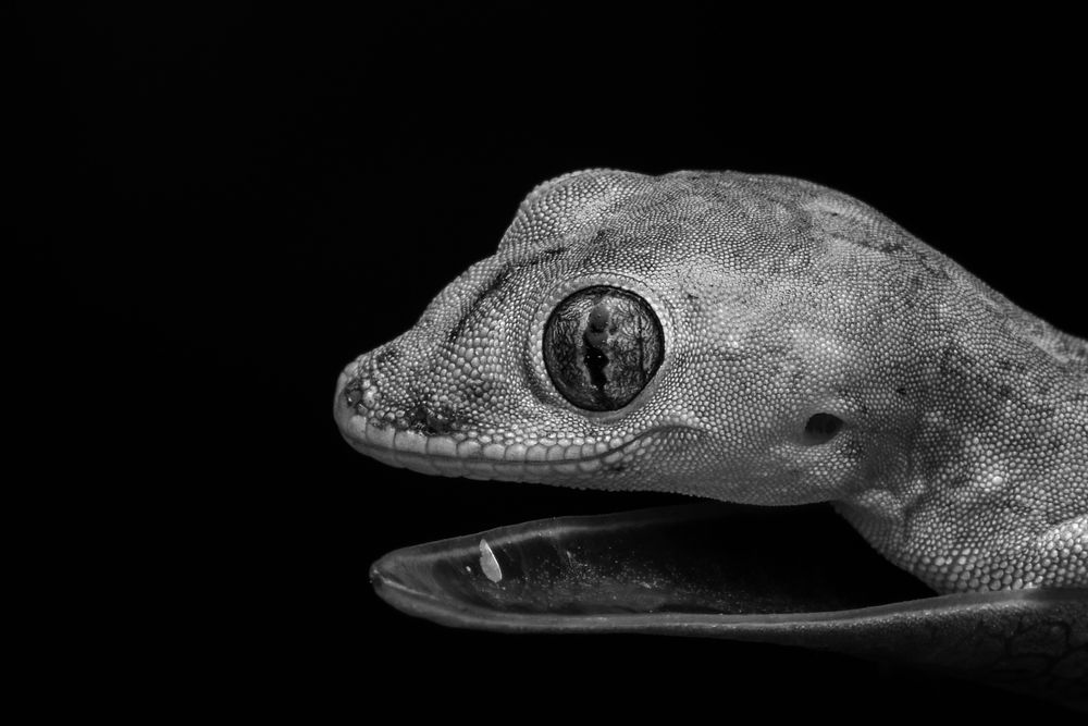 Photograph by ARUNAVA DEY