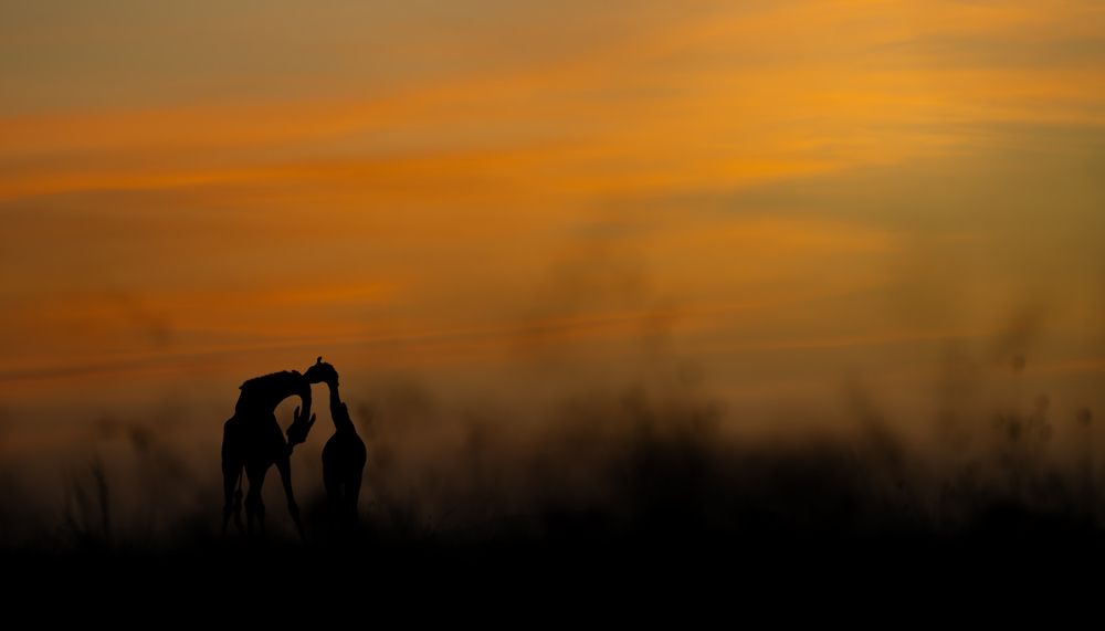 The Sunset Encounter