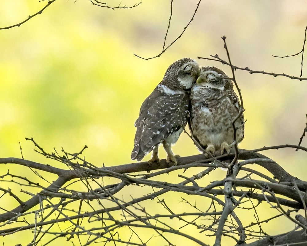 Photograph by Ashit Gandhi