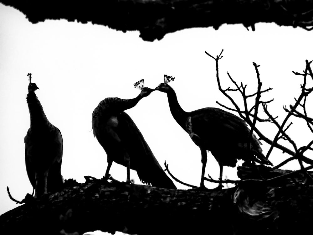 Photograph by Ashit Gandhi