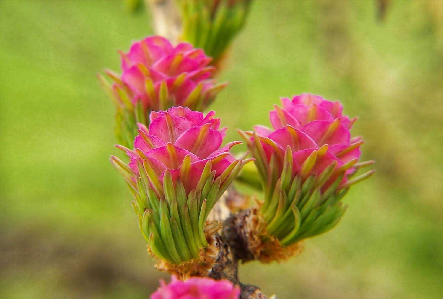 Лиственница цветёт Лиственница цветёт