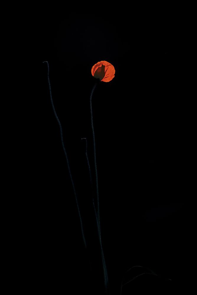 Photograph by Magda