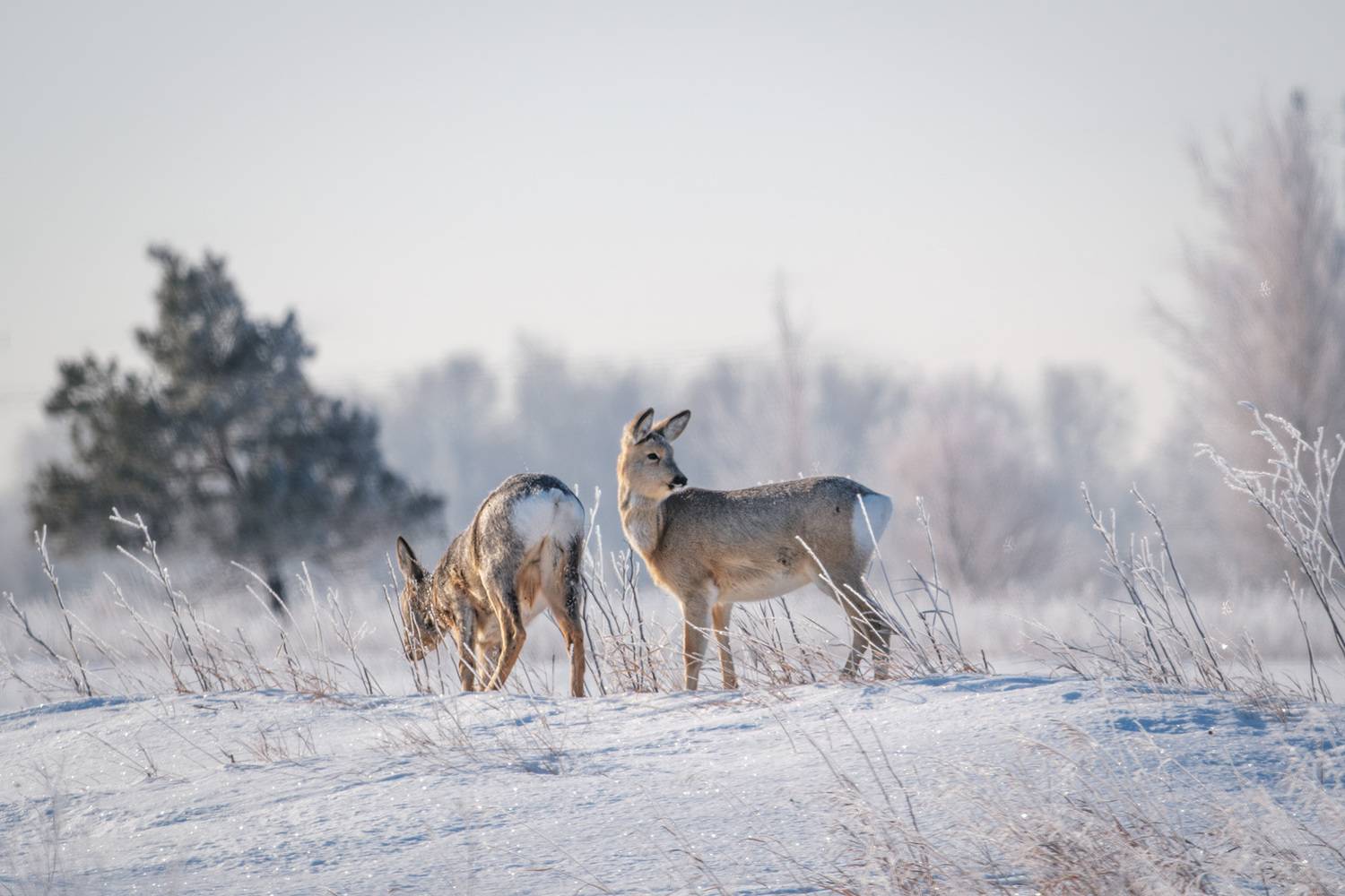 Фотография #13336597