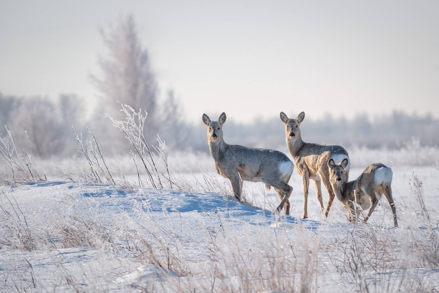 Фотография #13336605