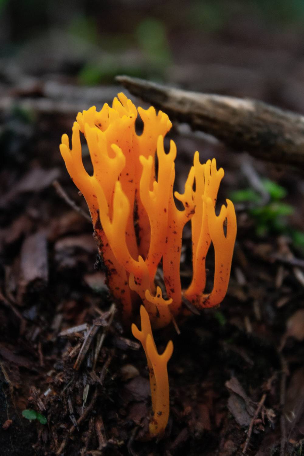 Коралловый лес