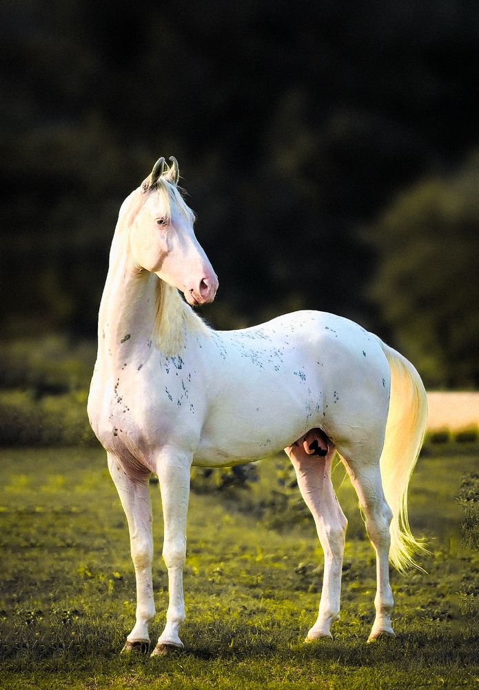 Pakistani Desi Horse