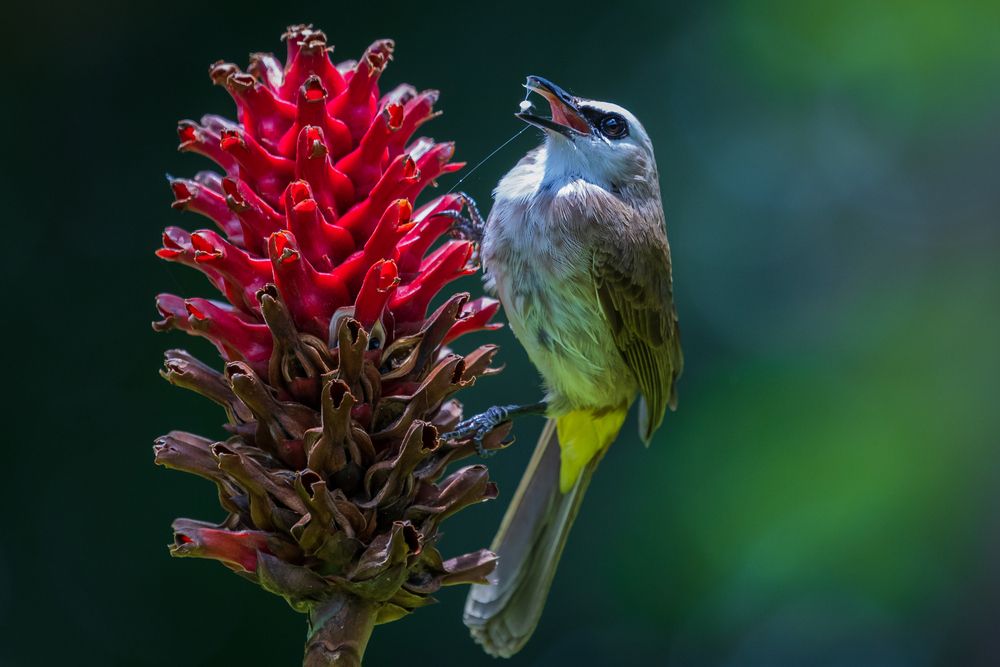 Time to Taste ( Yellow -vented Bulbul )