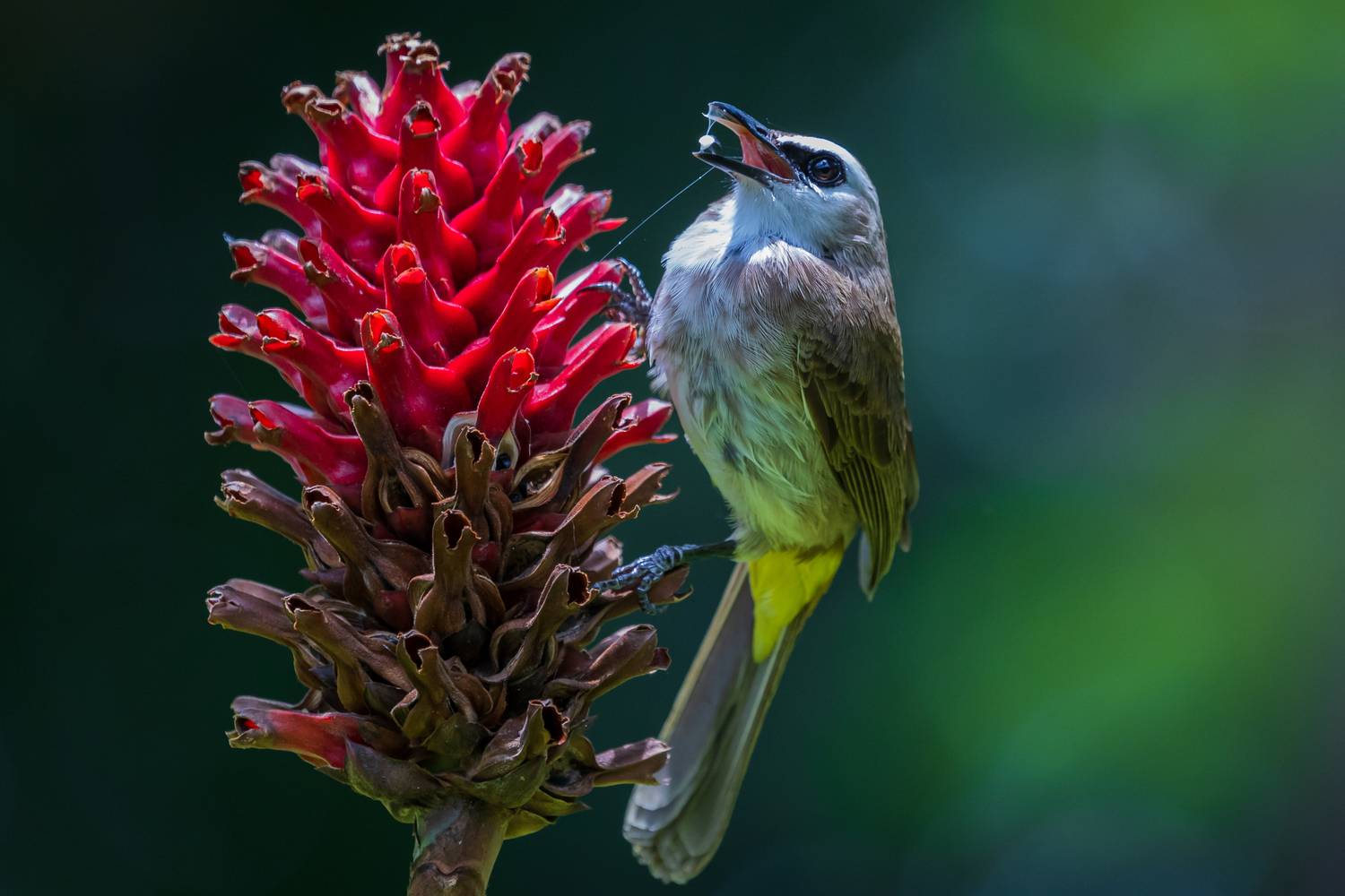 Time to Taste ( Yellow -vented Bulbul ) Time to Taste ( Yellow -vented Bulbul )