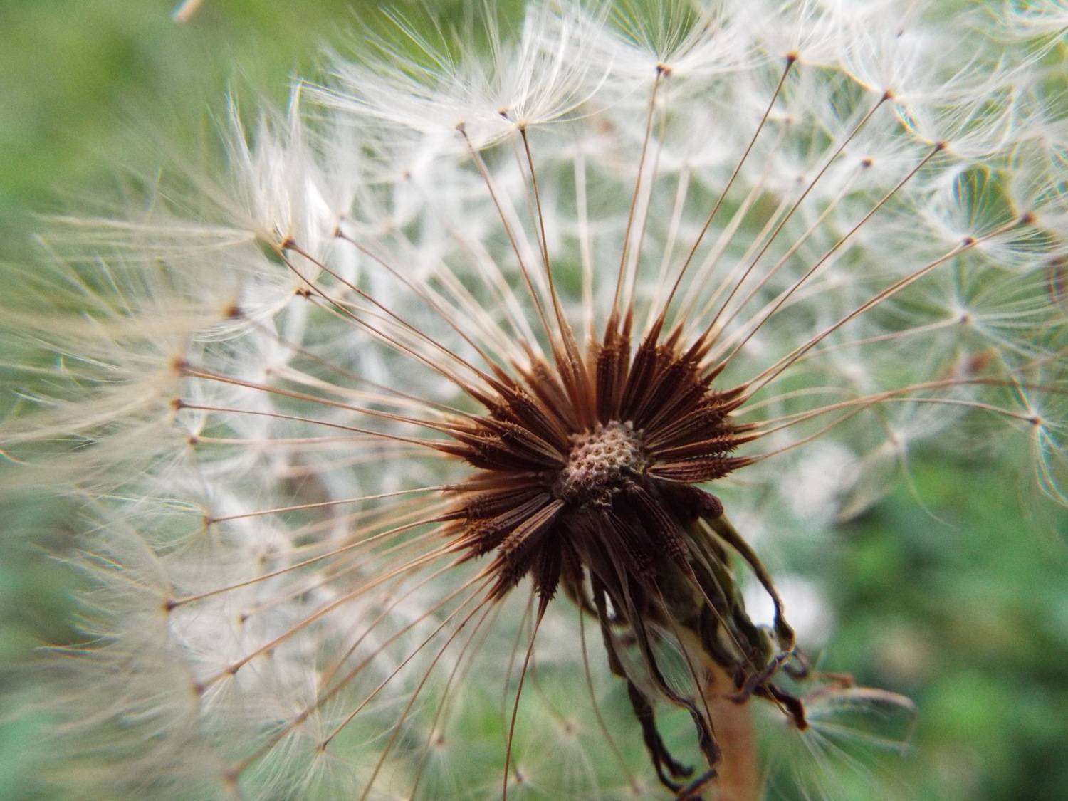 Half Winded Weed