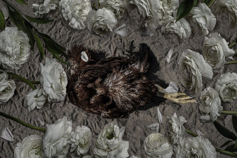 Elegy for the Voiceless
