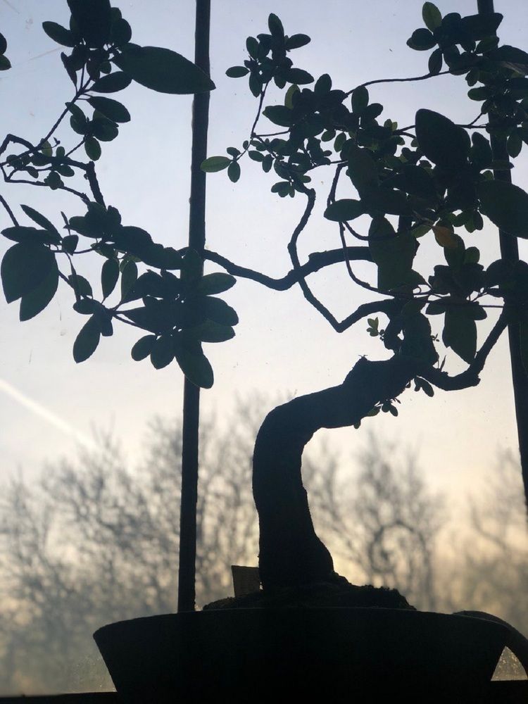 Азалия в Ботаническом саду им. Петра Великого