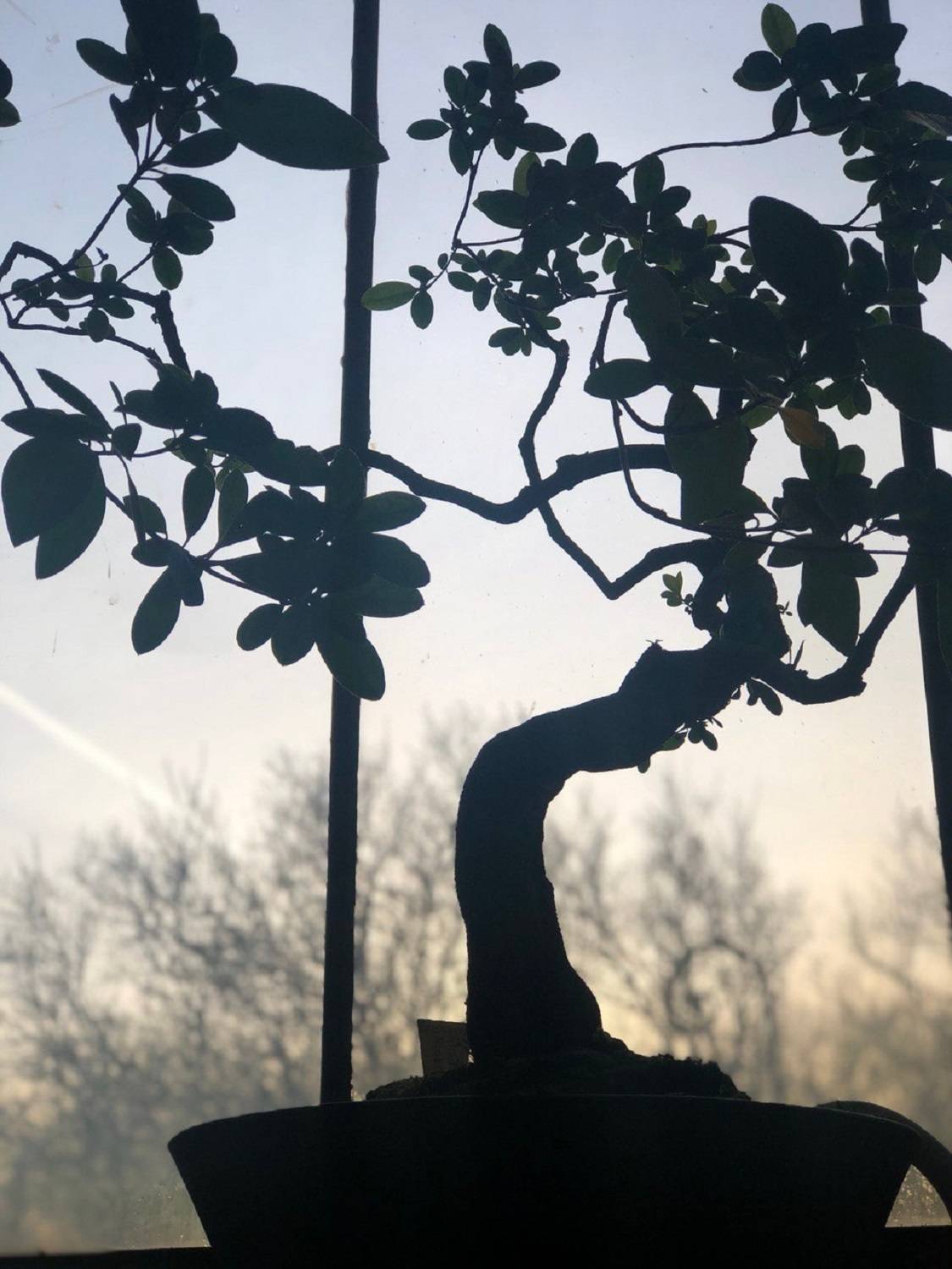 Азалия в Ботаническом саду им. Петра Великого