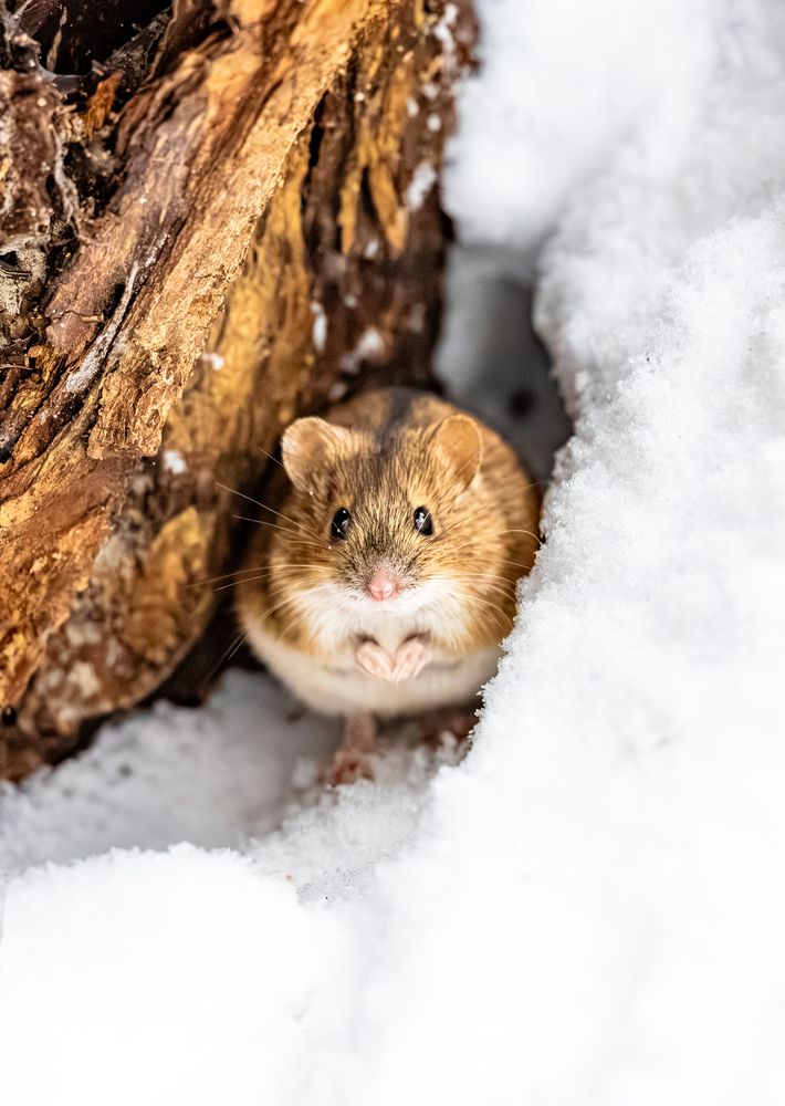 Photograph by Гукасян Геворк