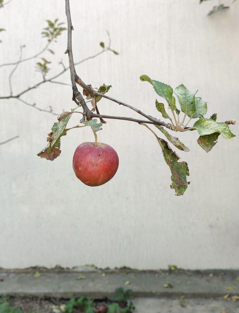 Alone in Autumn