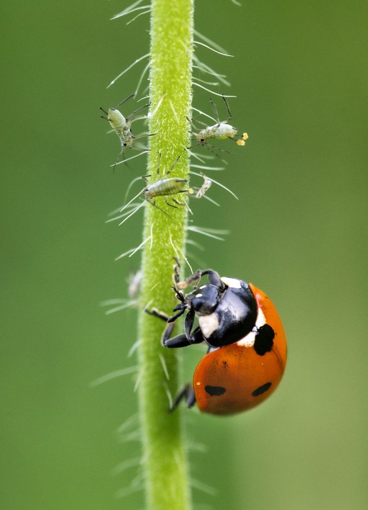 Photograph by Linda Persson