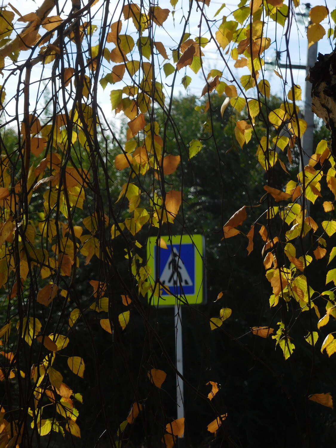 Photo #13337561