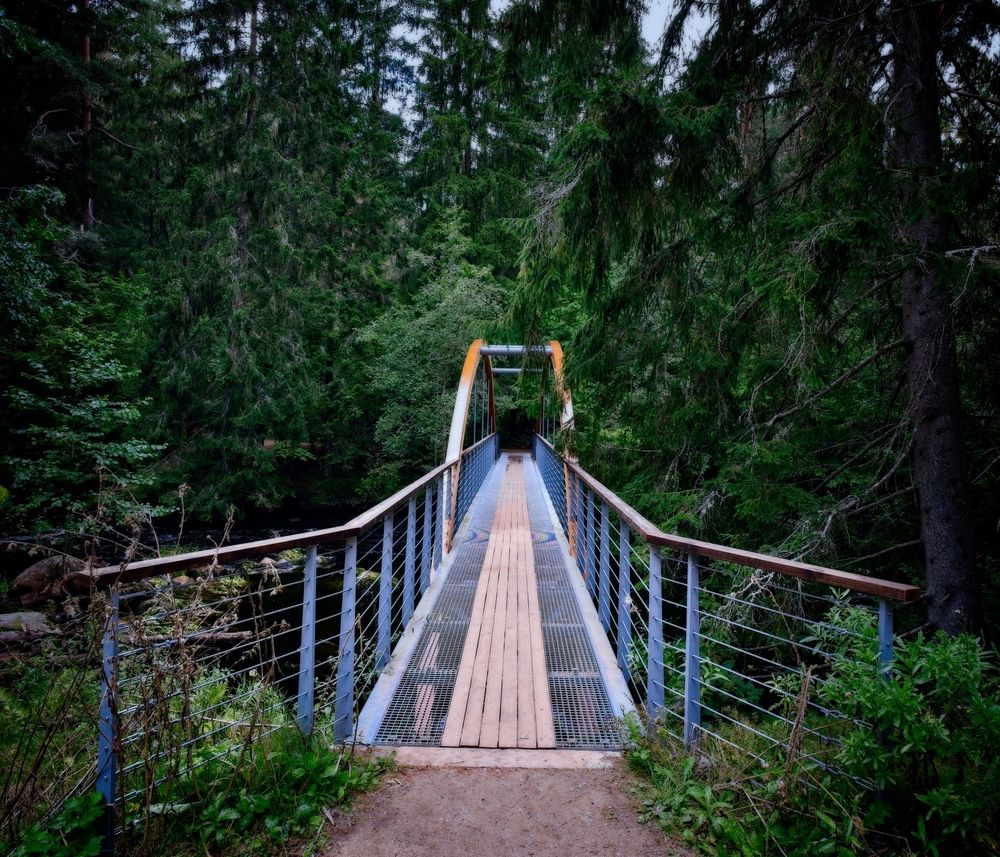 Quiet forest bridge.