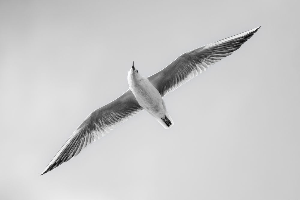 Flight in White