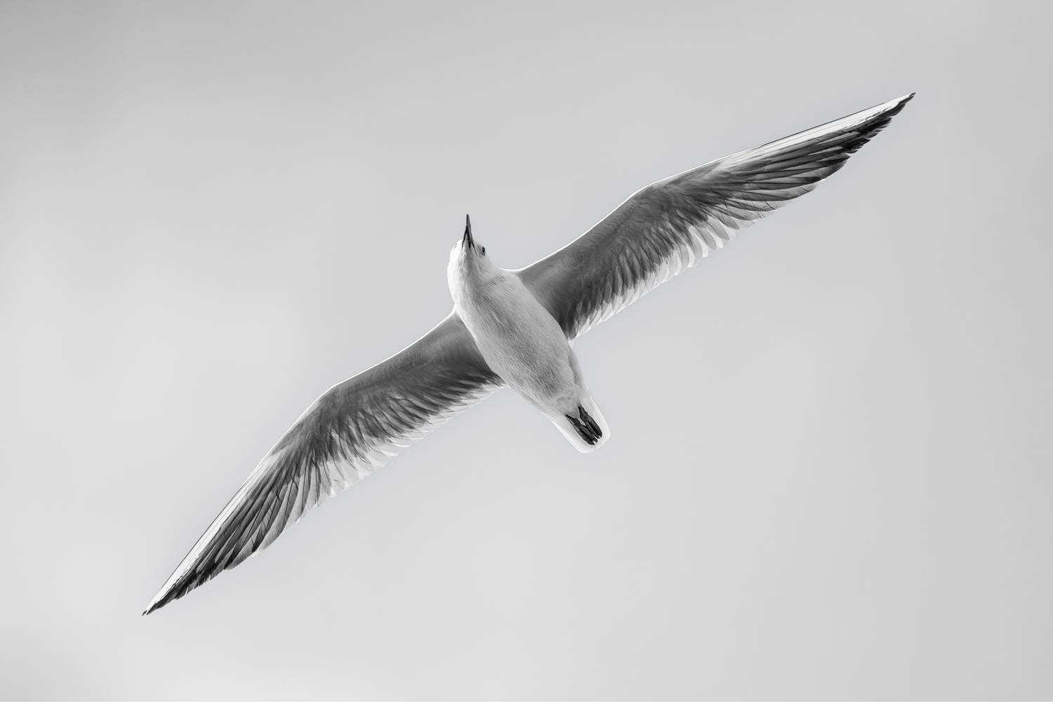 Flight in White