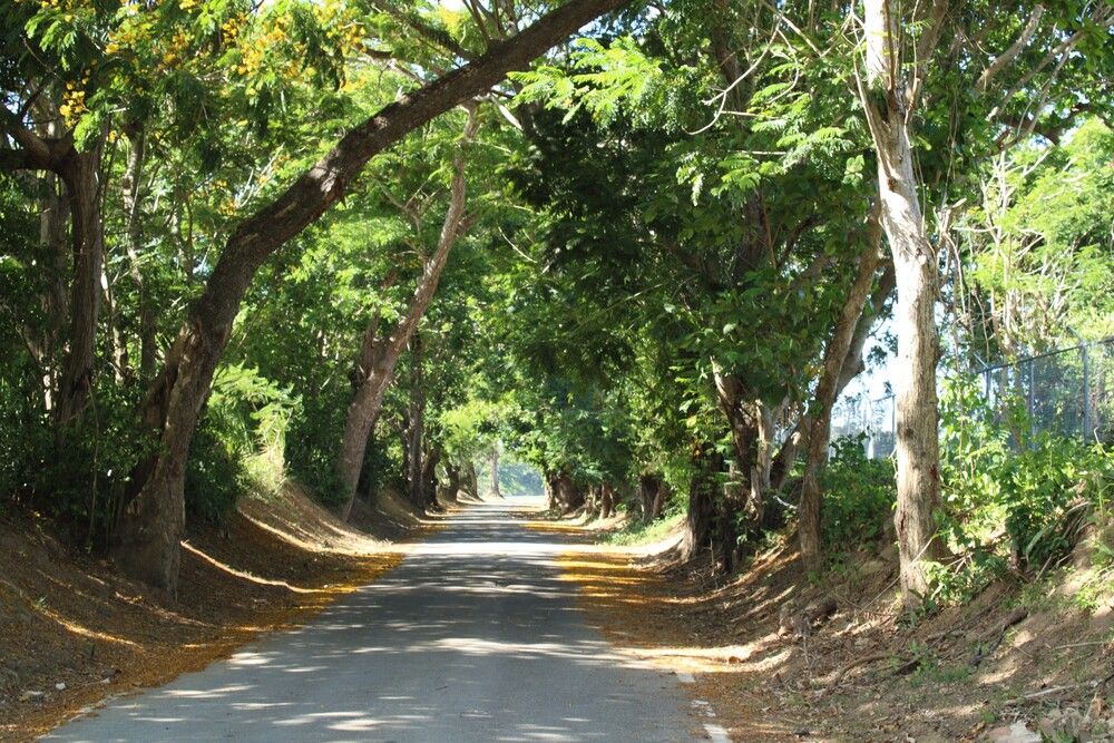 Old road with trees.
