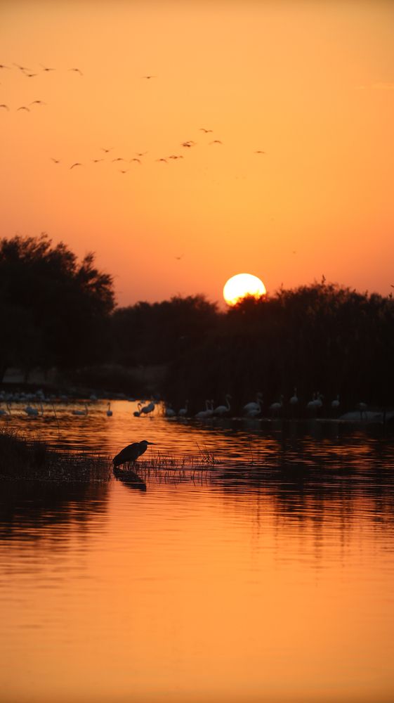 Фотография автора Sarrah Yehia