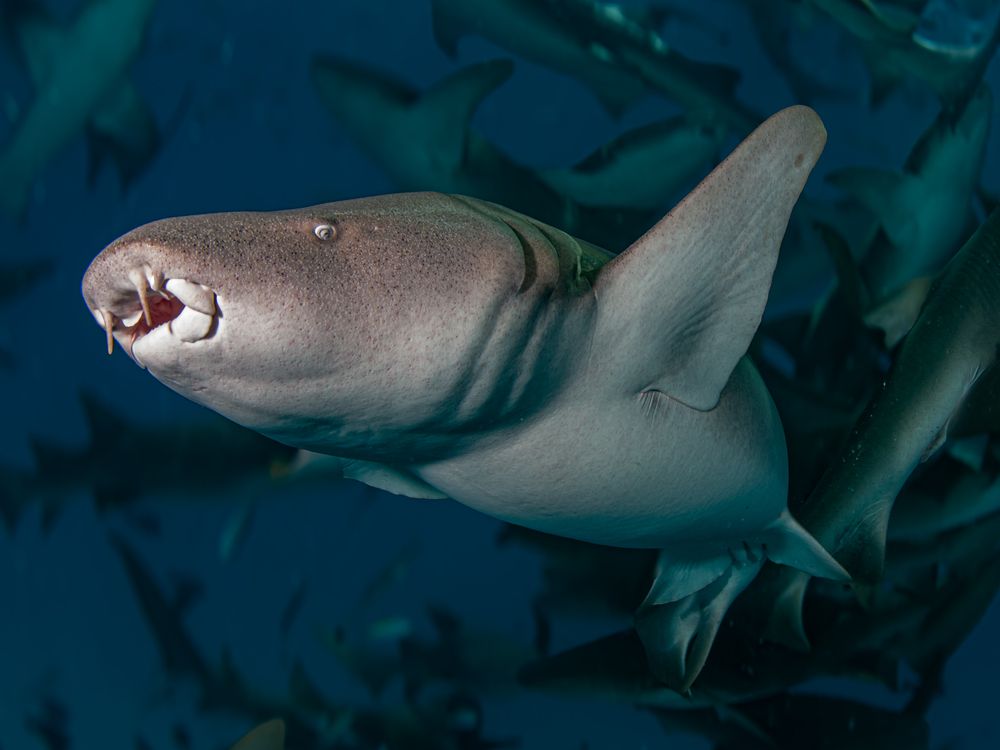 Are you interested in the best nurse shark?