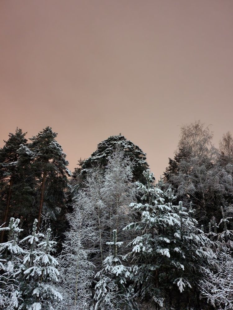 Photograph by Cavalera Den