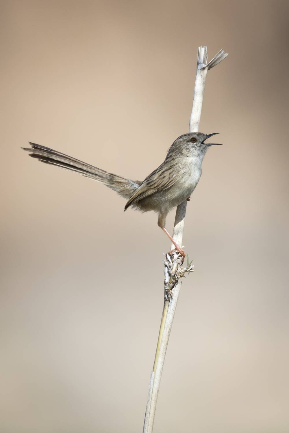 A Melody on a Branch