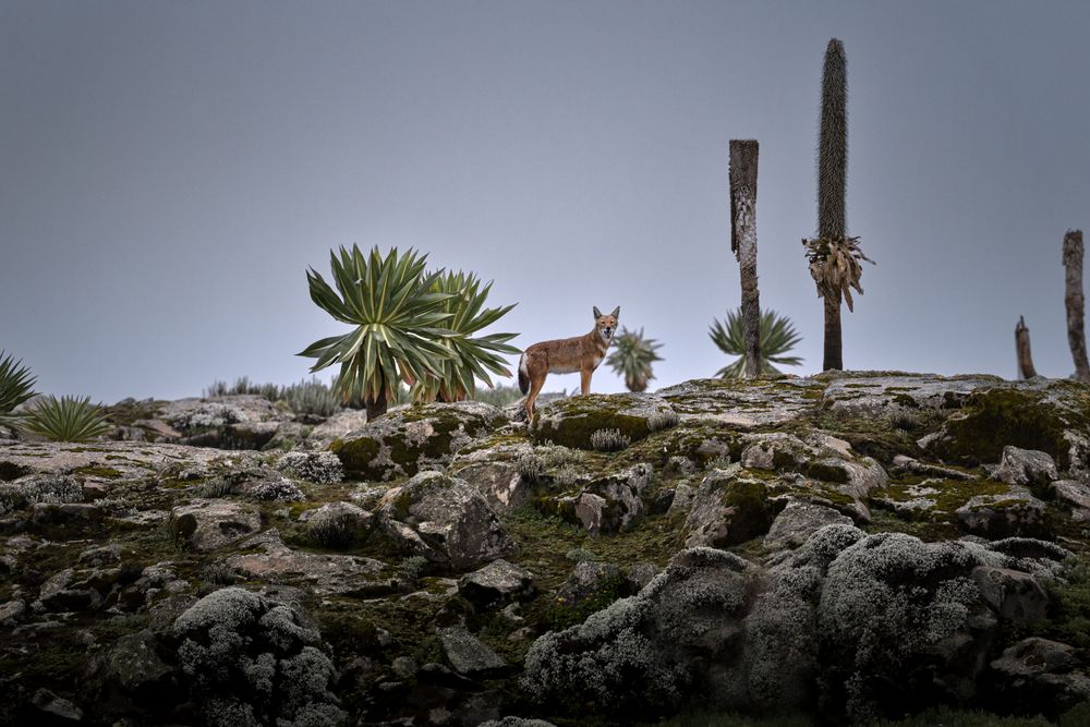 Photograph by Pierluigi Nisi
