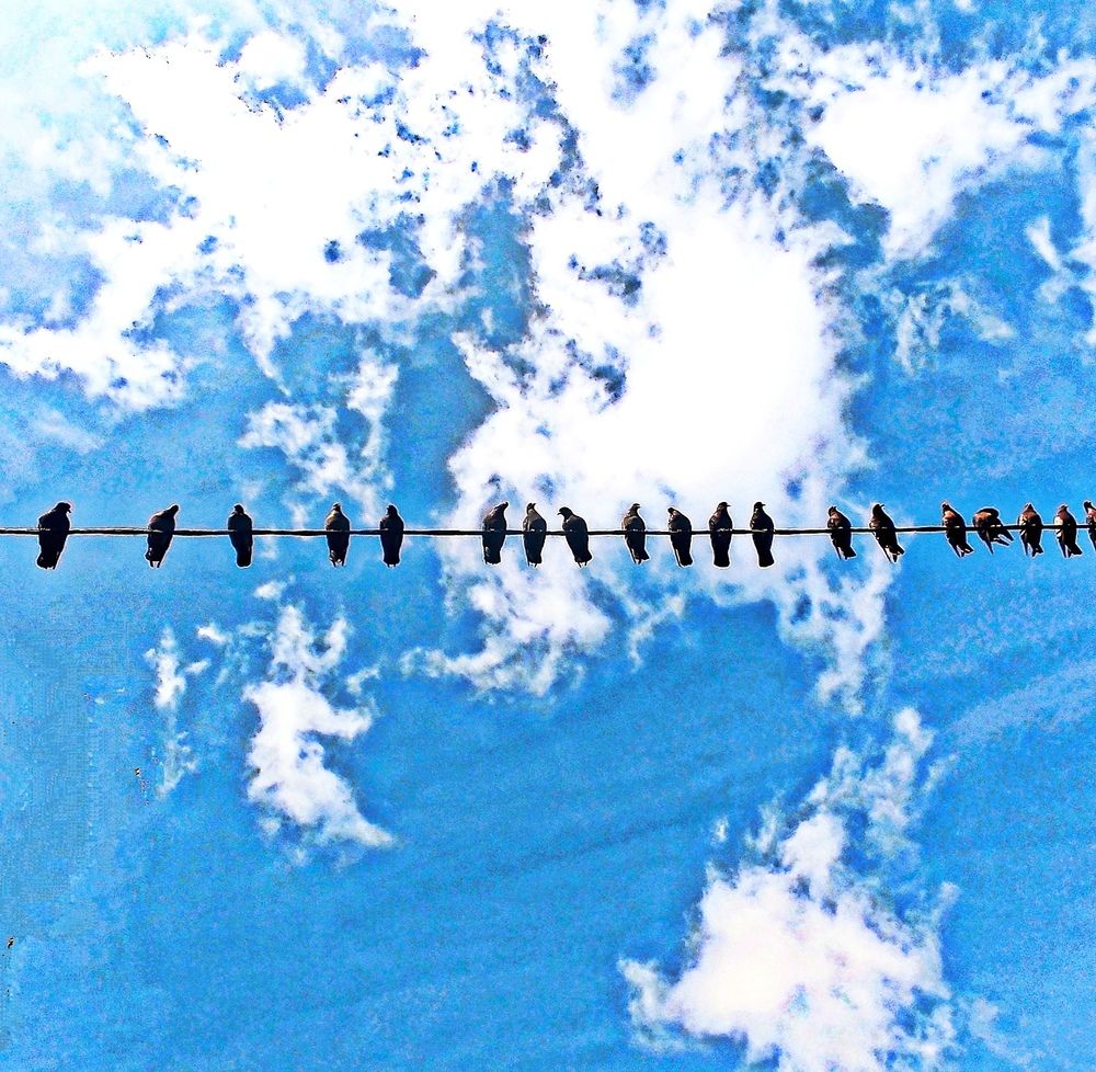 Континенты мира под защитой голубей!)