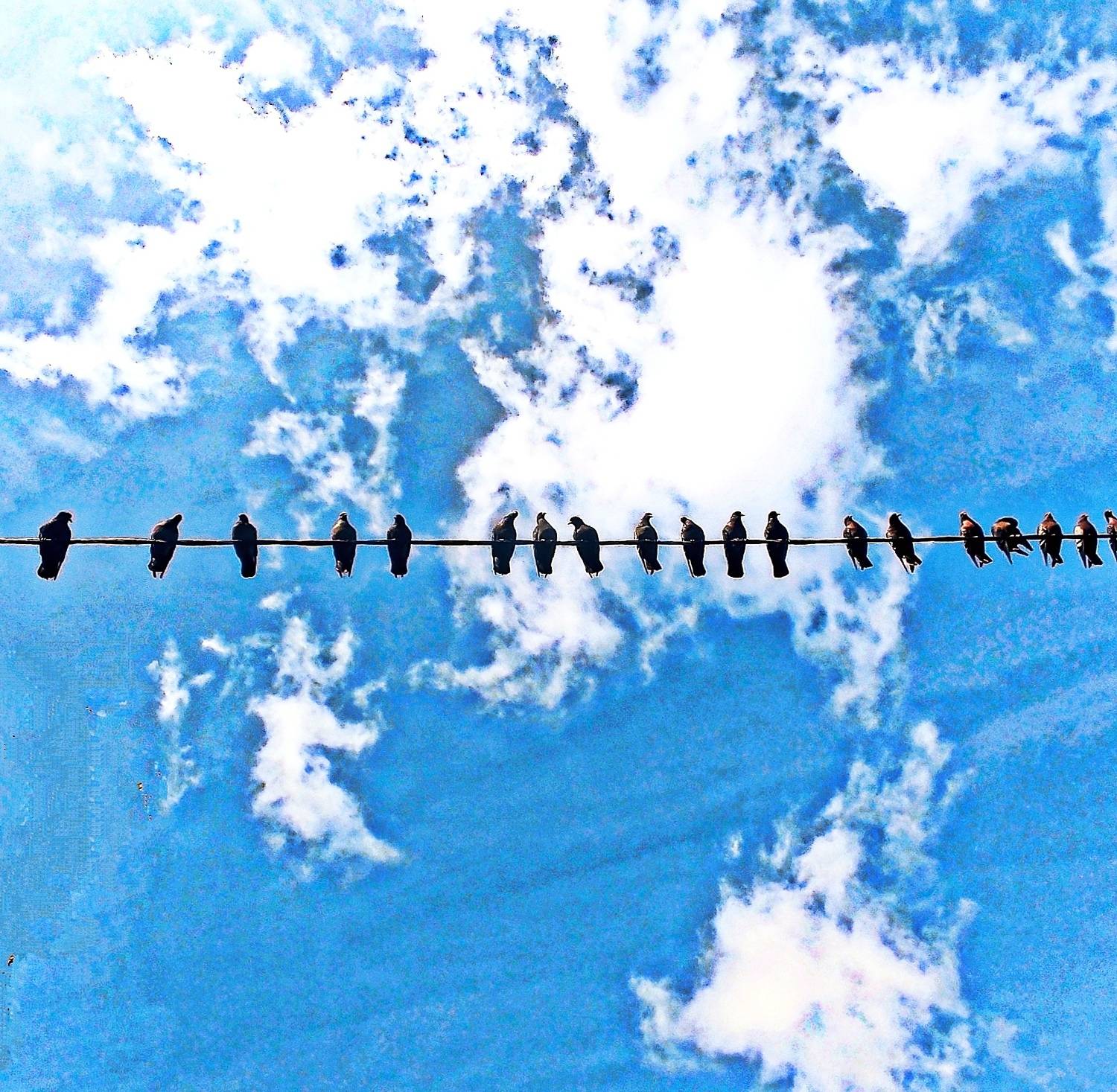 Континенты мира под защитой голубей!) Континенты мира под защитой голубей!)