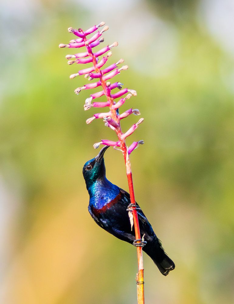 Purple Sunbird in breeding plumage
