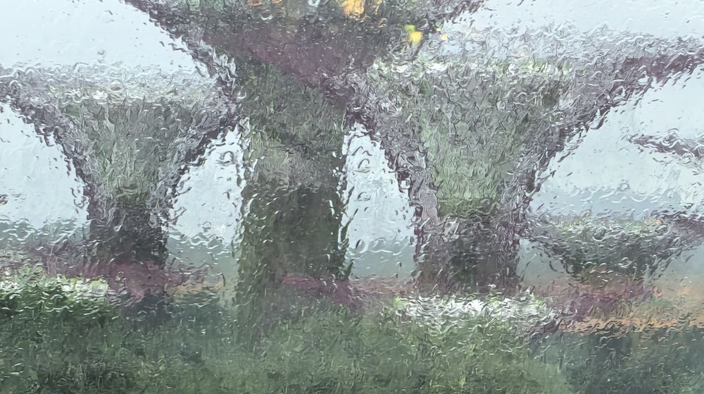 The trees of Gardens by the bay