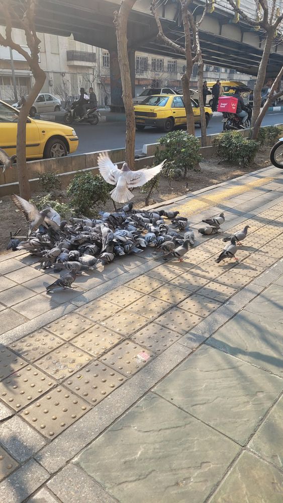 Photograph by Rahele Almassi