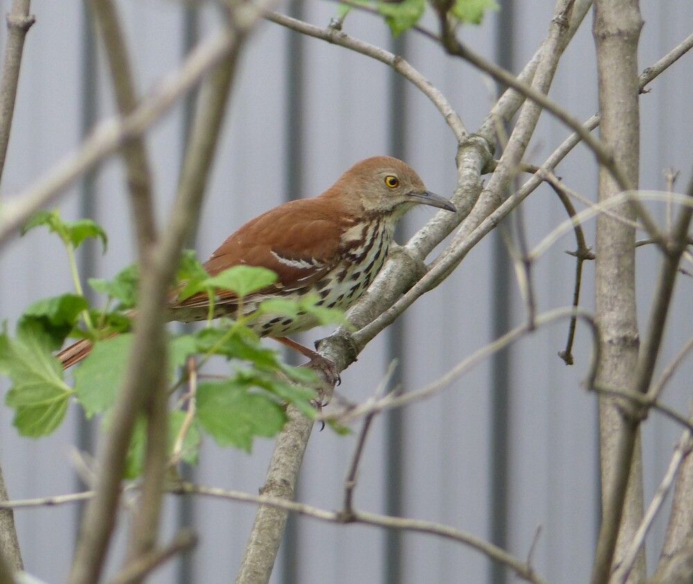 Photograph by therese perreault