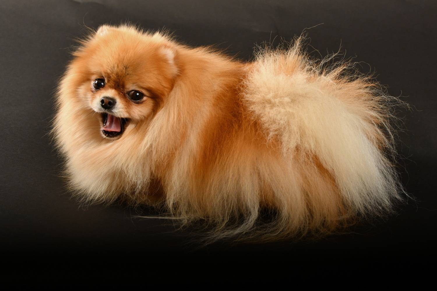 Pomeranian