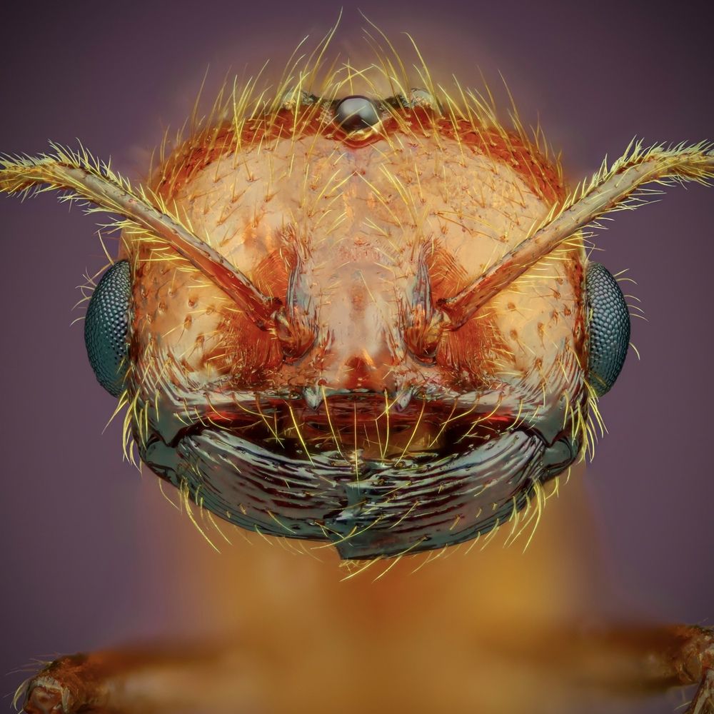 Inferna Draconis