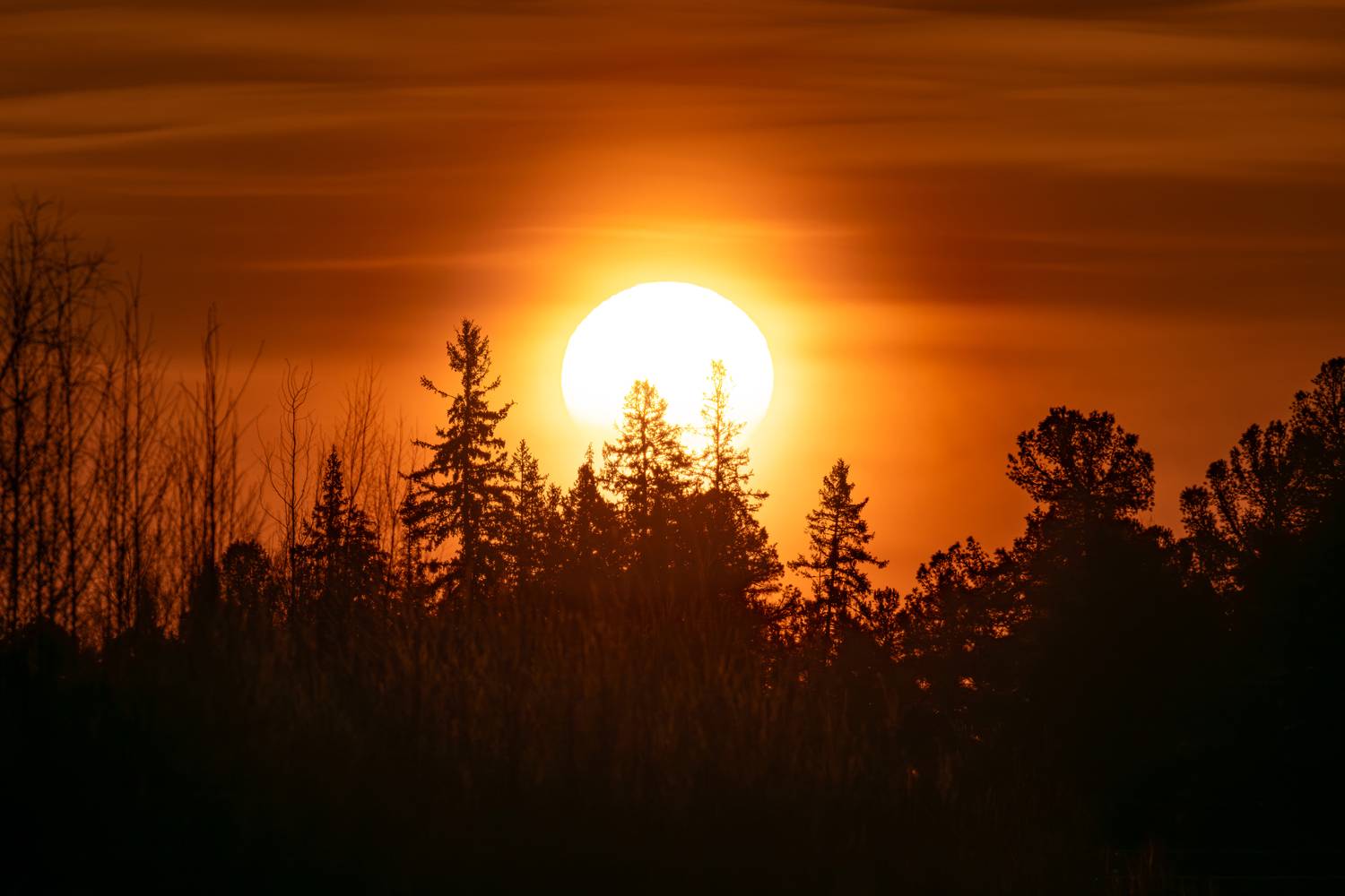 Фотография #13339246