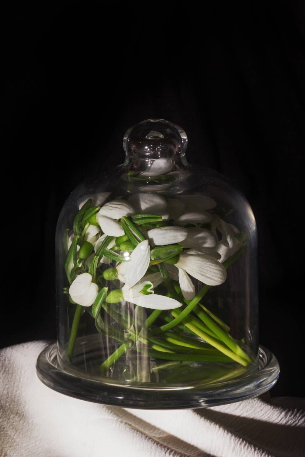 Цветы в стеклянном плену