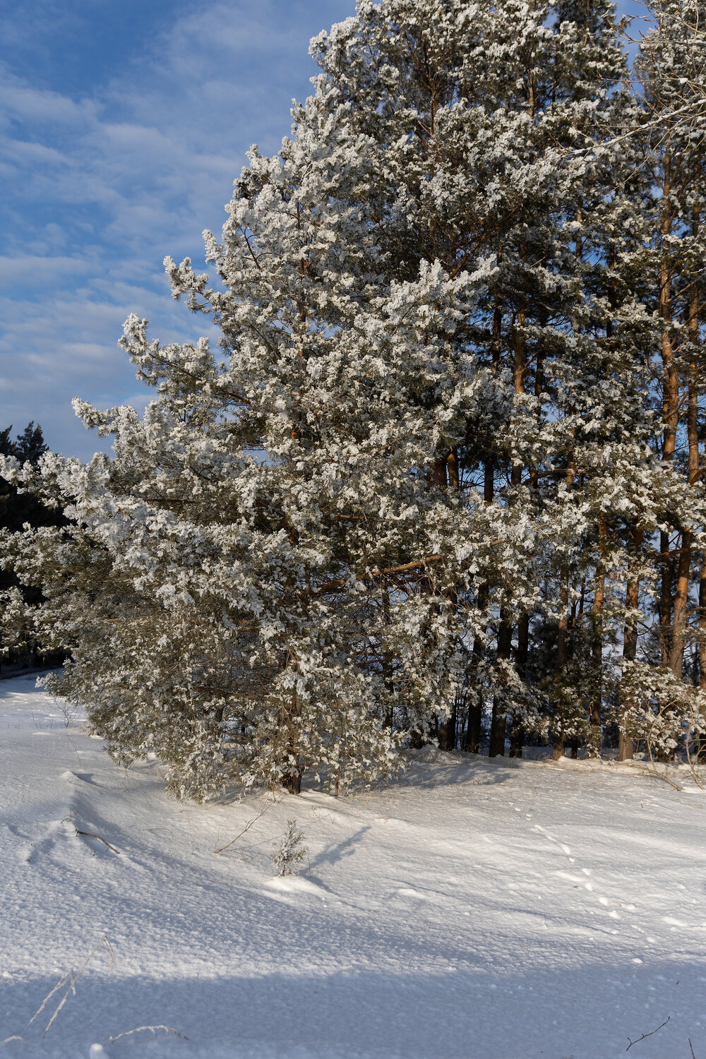 Photo #13339478