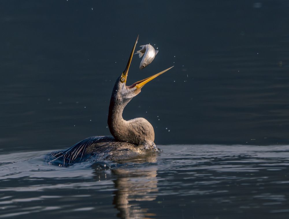 Photograph by akash banerjee