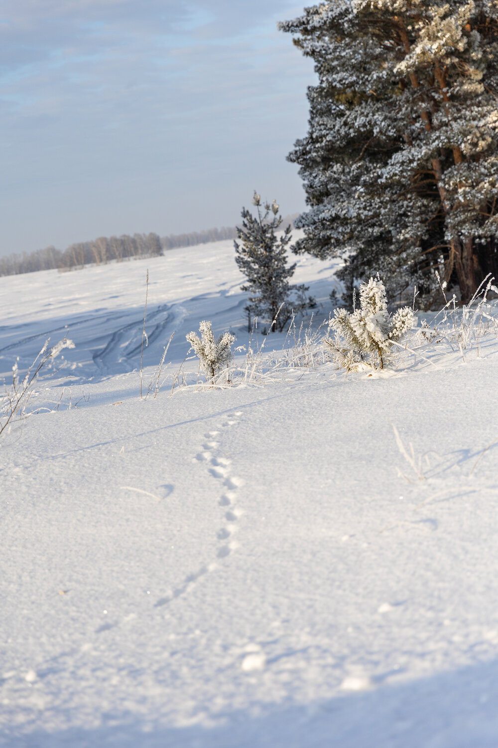 Photo #13339525