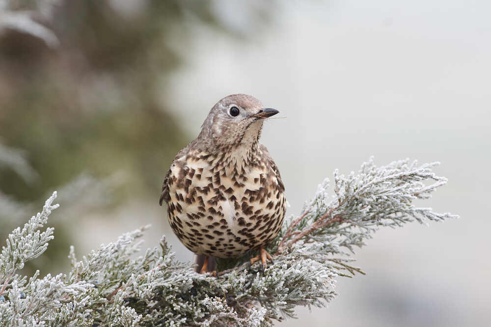Photograph by Павел Сторчилов