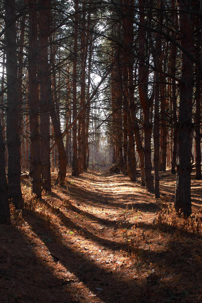 Photograph by Павел Сторчилов
