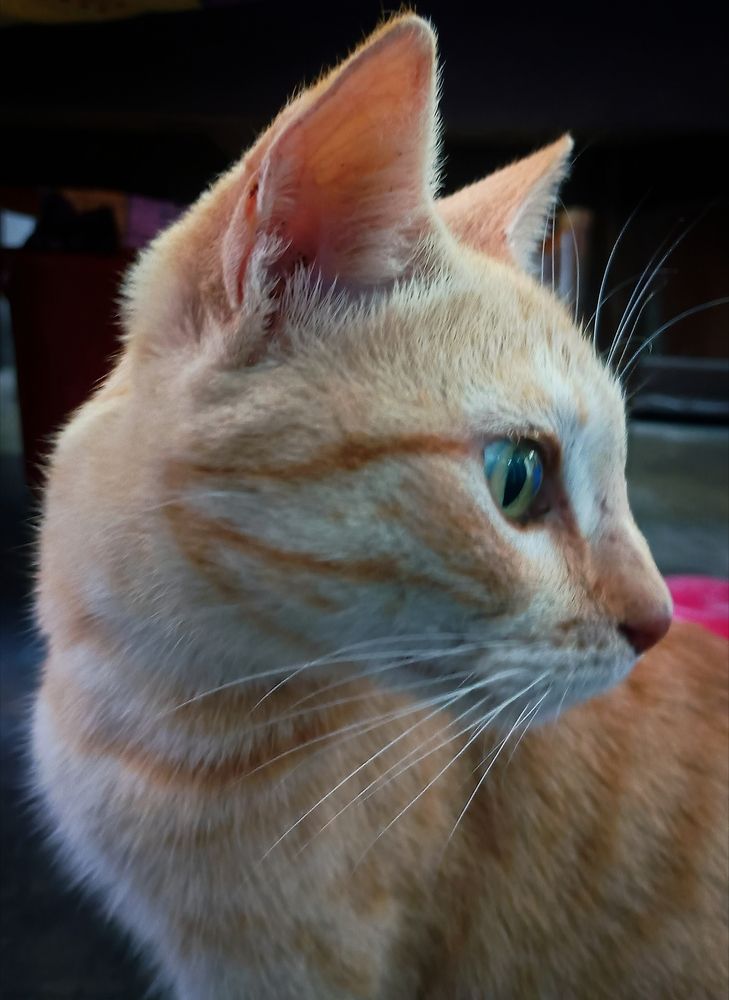 Photo #13339618