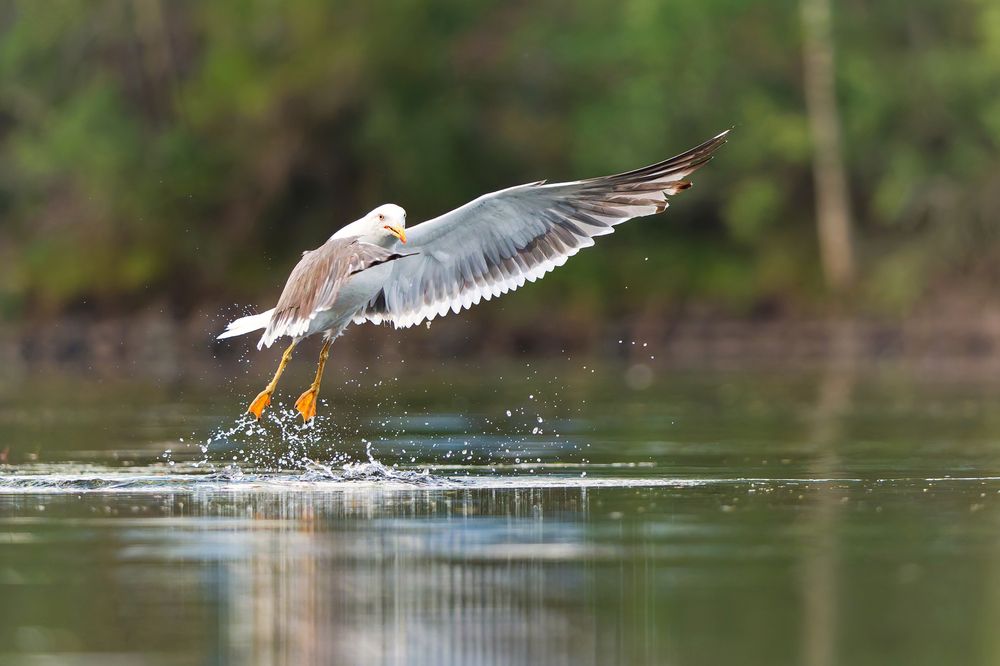 seagulls near the water surface