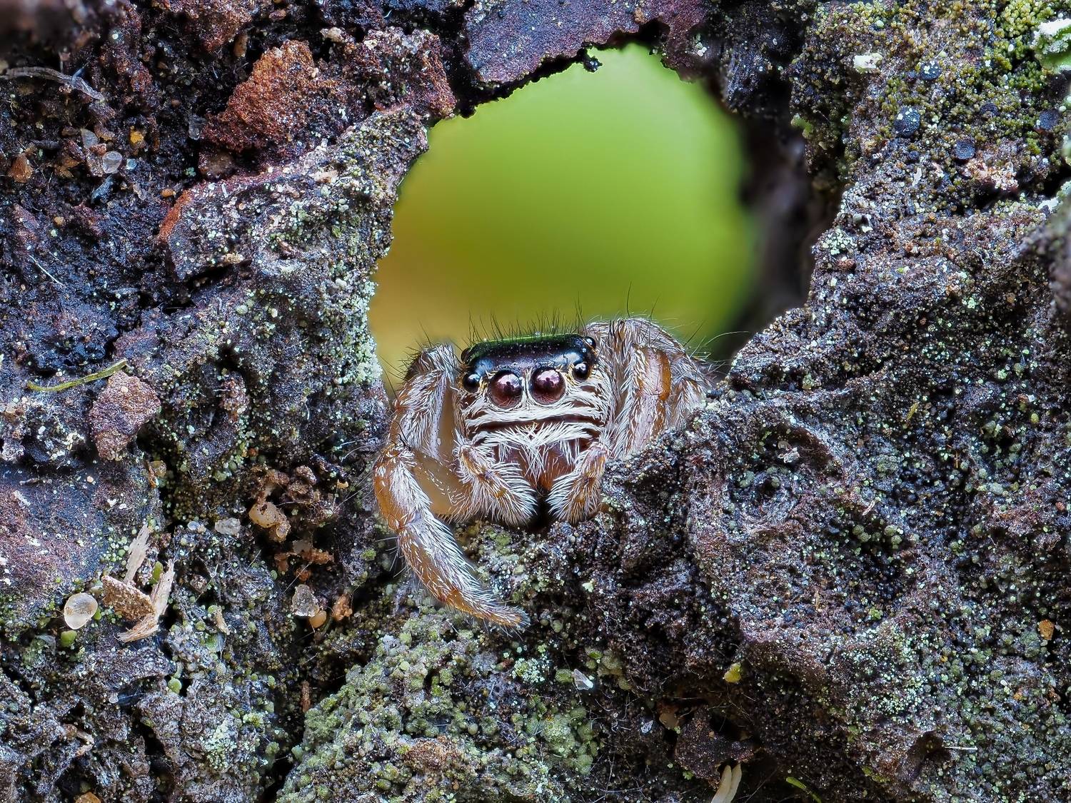 Паук-скакунчик Evarcha arcuata.